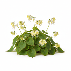 Horny Goat Weed Extract